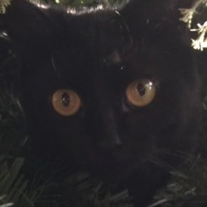 Meet your Posher, Daphne